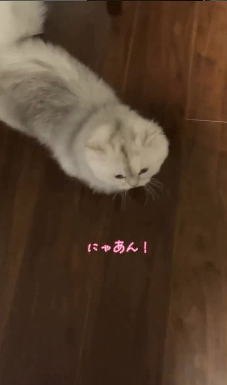 にゃあん！と声をあげる猫