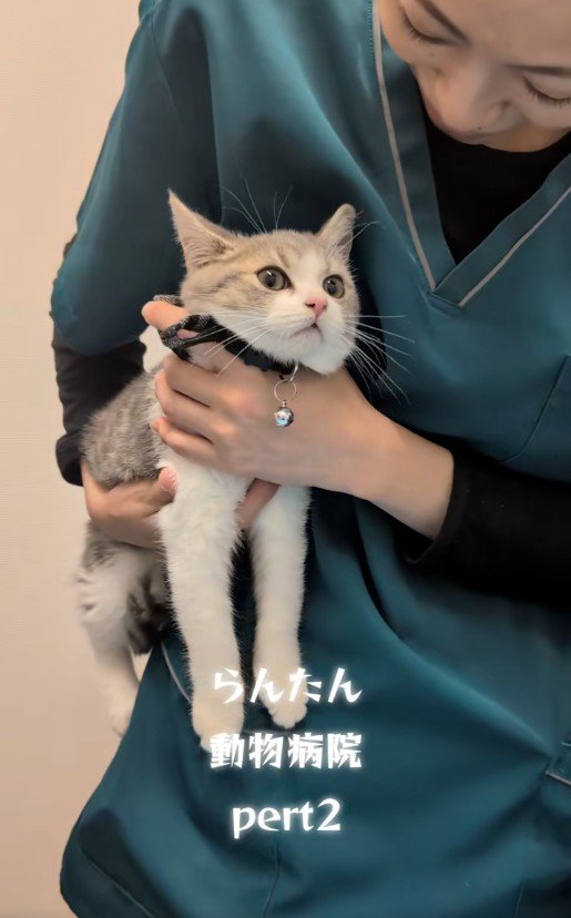 人に抱かれている猫