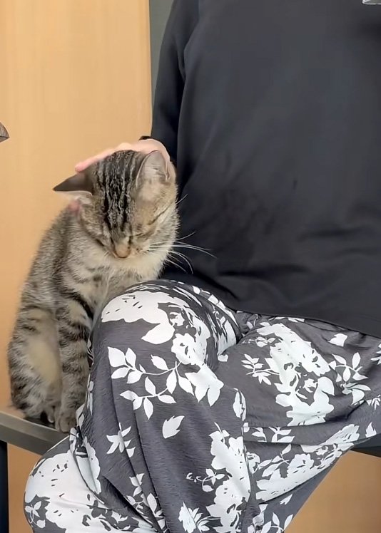 撫でられる猫
