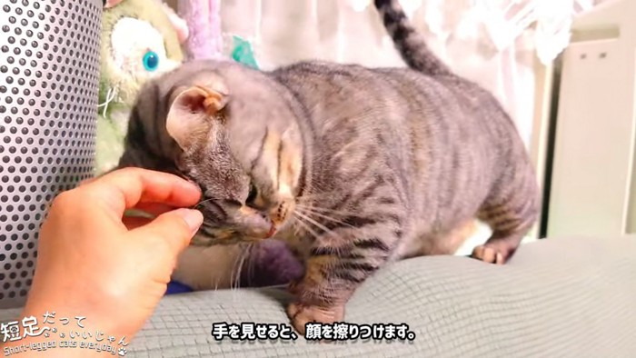 手に頭をこすりつける猫