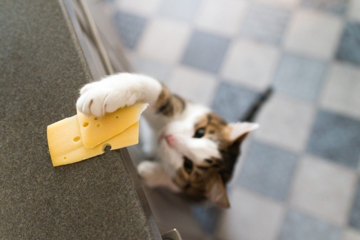 おやつを盗もうとする猫