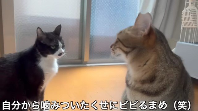 向かい合う猫