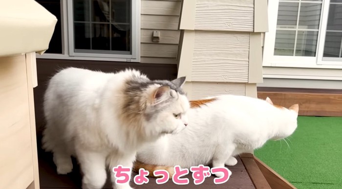 庭に出る猫