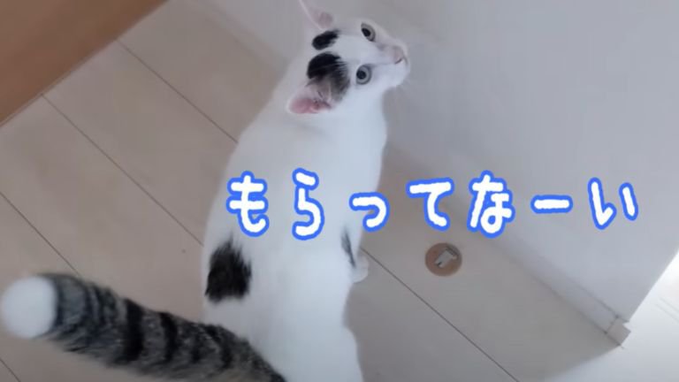 廊下を歩く猫