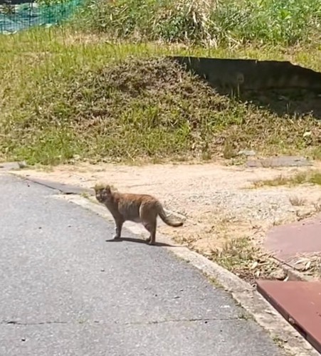 振り返る猫