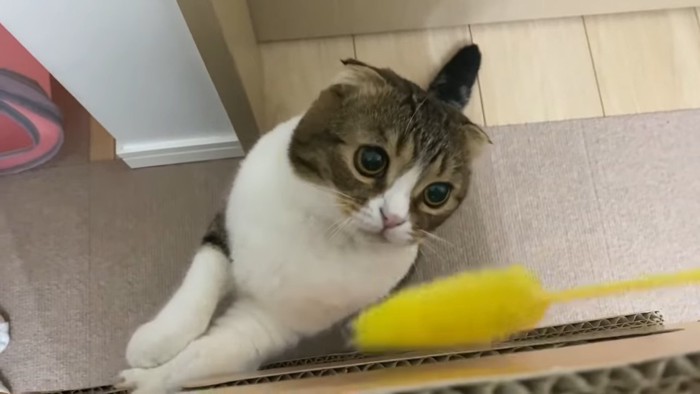 猫じゃらしで遊ぶ猫