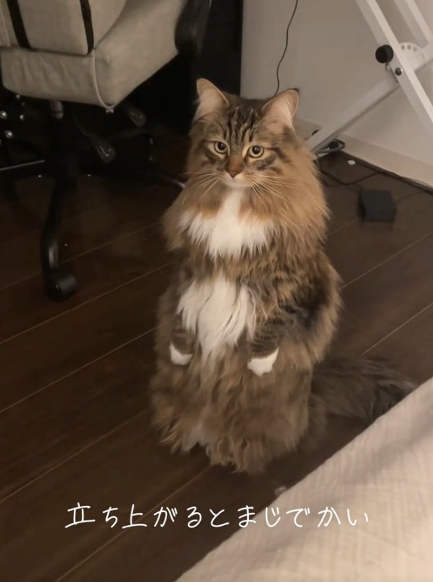 立つ猫