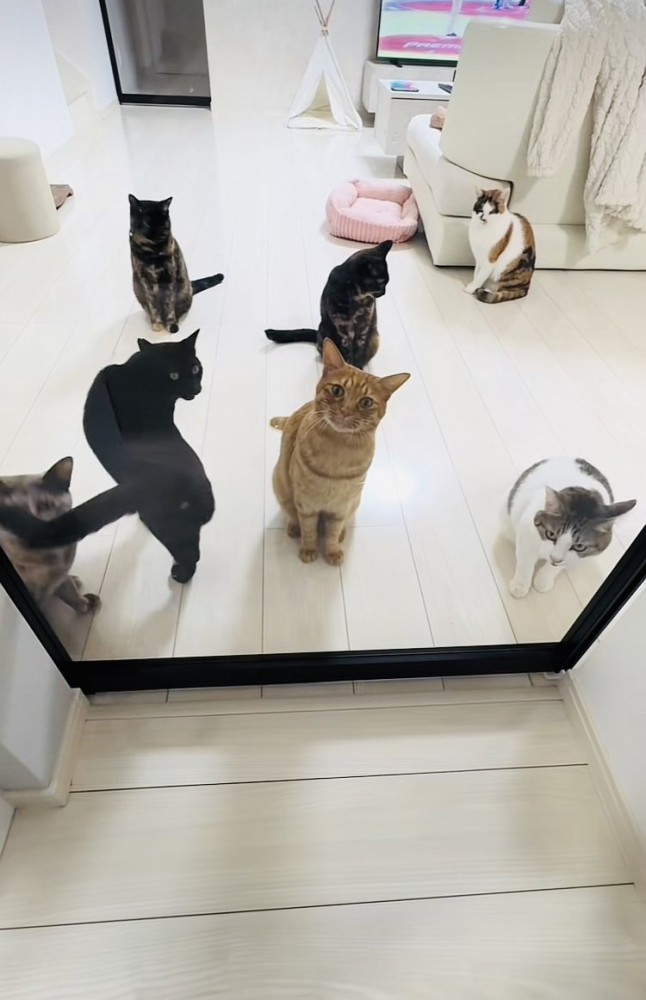 ごはんを待つ6匹の大人猫と1匹の子猫
