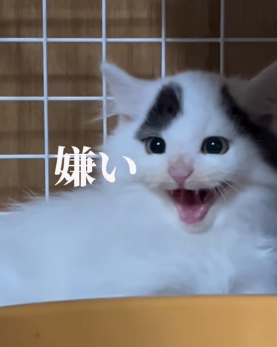 威嚇する子猫