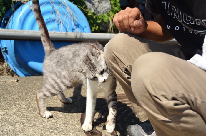 人にすり寄る猫