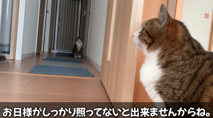 見つめる猫