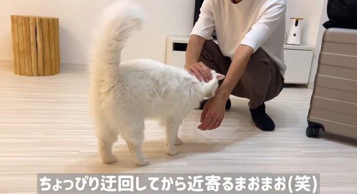 撫でられる猫