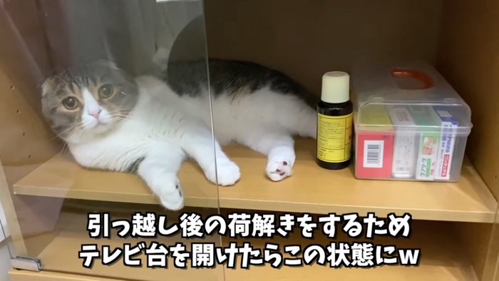 テレビ台の中にいる猫