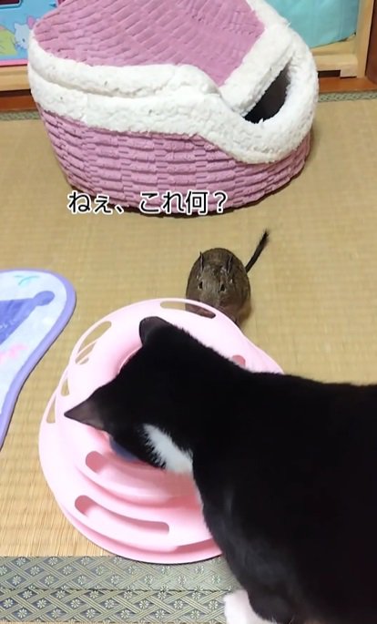 猫とデグー