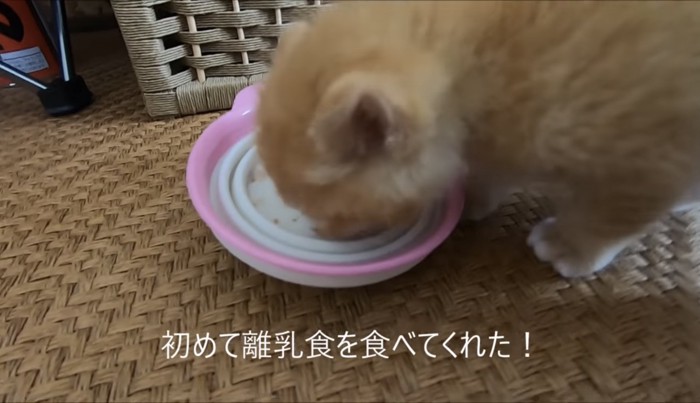 離乳食をたべるウラちゃん