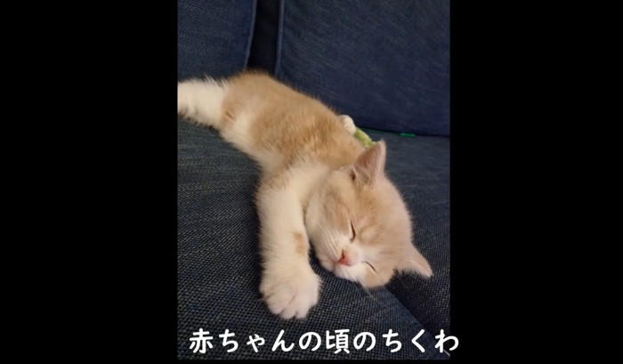 眠る子猫