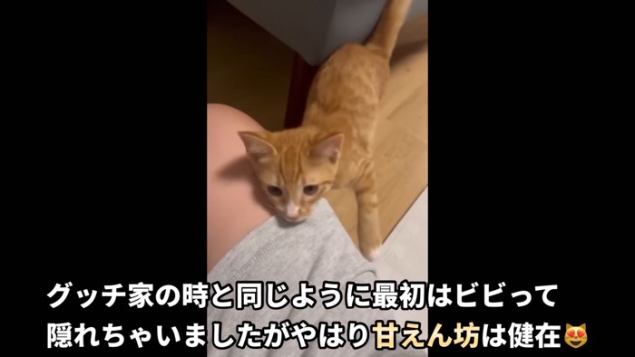 テロップ「グッチ家の時と~」