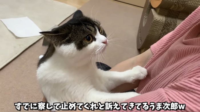 耳を後ろに向ける猫