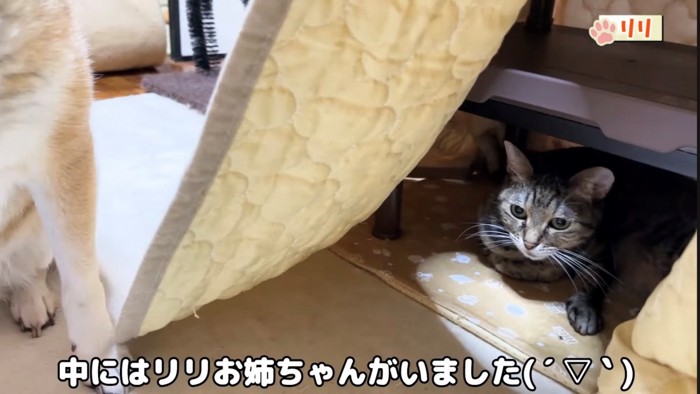 コタツの中でくつろぐ猫