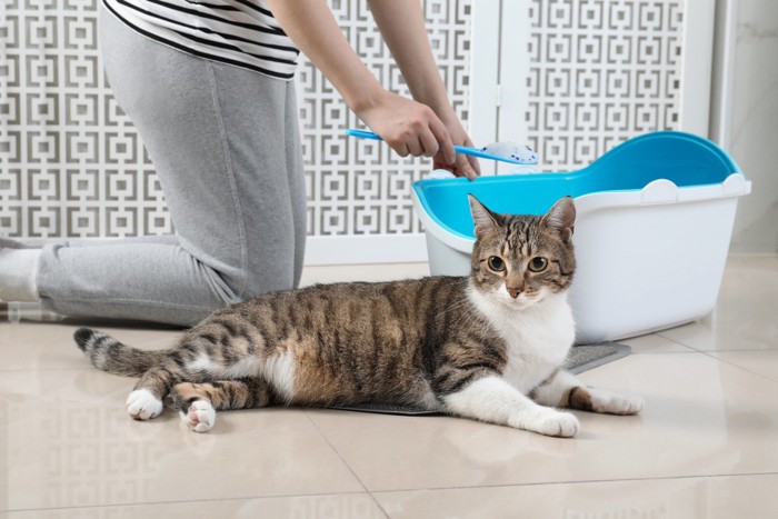 猫のトイレをする人とその前にいる猫