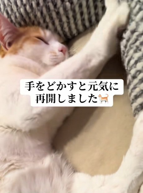 ベッドの中でふみふみしている猫