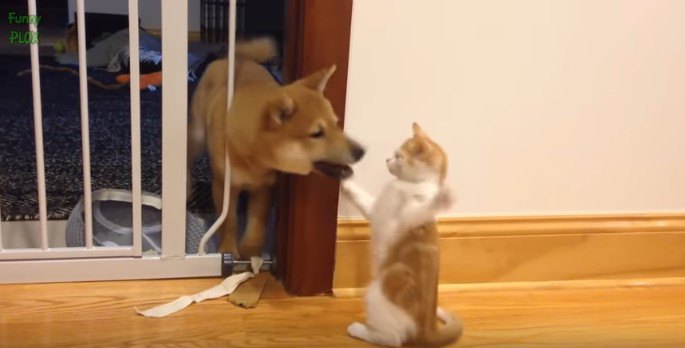 柴犬と子猫1