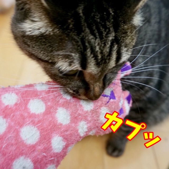 噛み付く猫