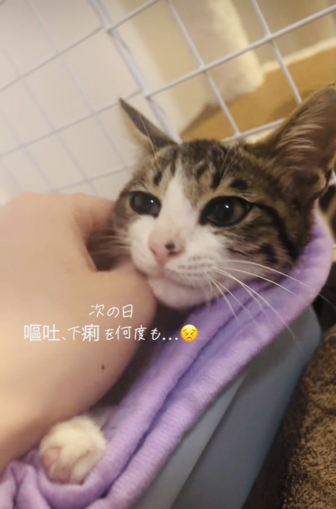 ケージの中でママに顔を撫でてもらう子猫