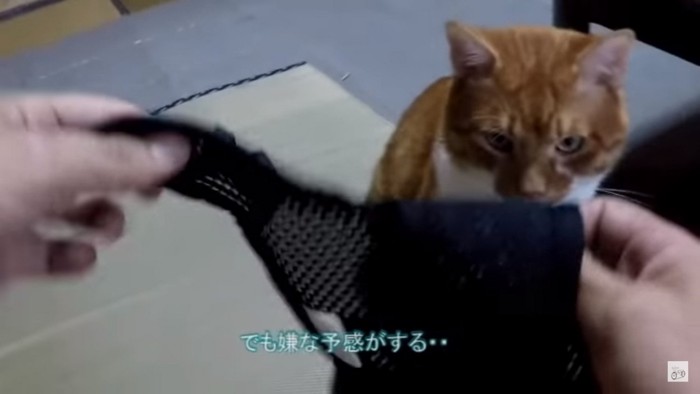 ハーネスと猫