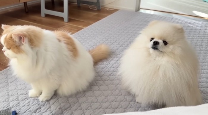 並んで座っている犬と猫