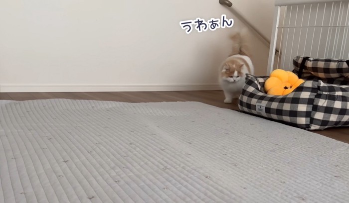 うつむく猫