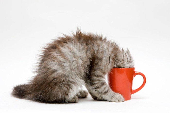 カップに頭を入れる猫