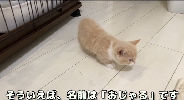 歩いている猫