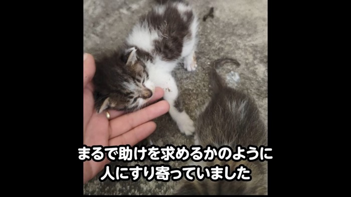 小さな2匹の子猫