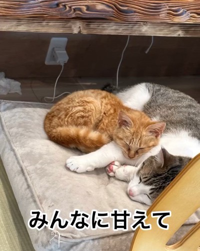 成猫に甘える子猫