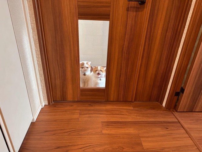 並んで座る猫