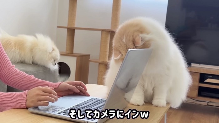 カメラへ入り込むレモンくん