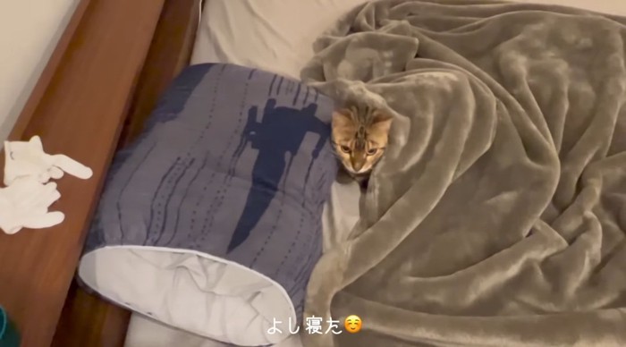 眠る猫