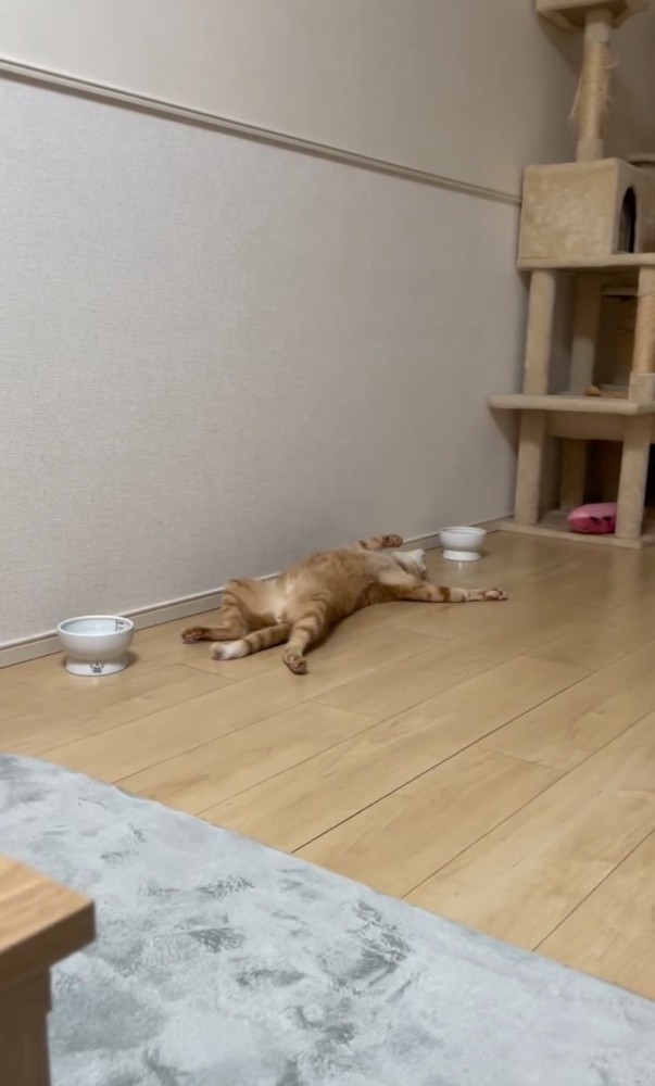 仰向けで寝転がる猫