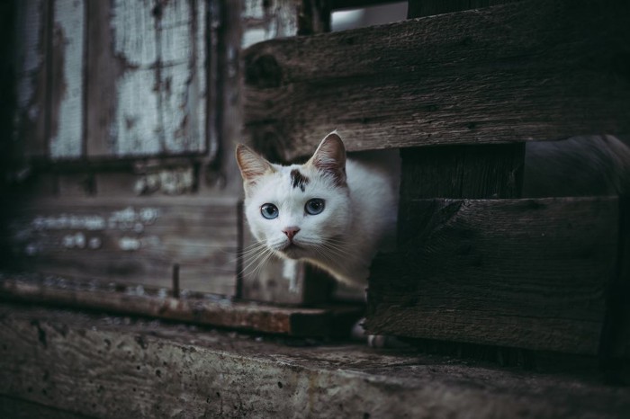 迷子になって物陰に隠れている猫