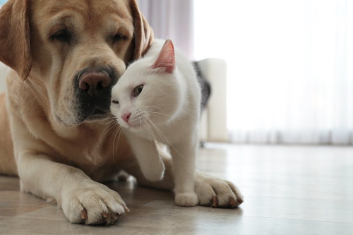 犬の顔に頭を擦り付ける猫