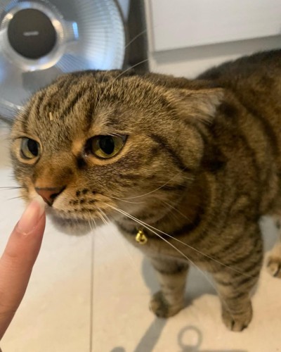 顔にごはんをつけた猫