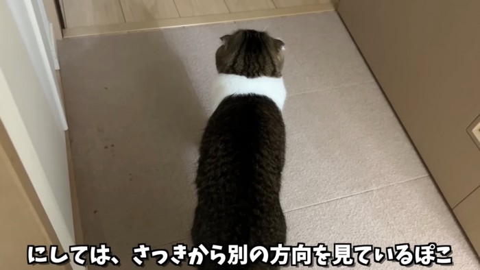 猫の後ろ姿