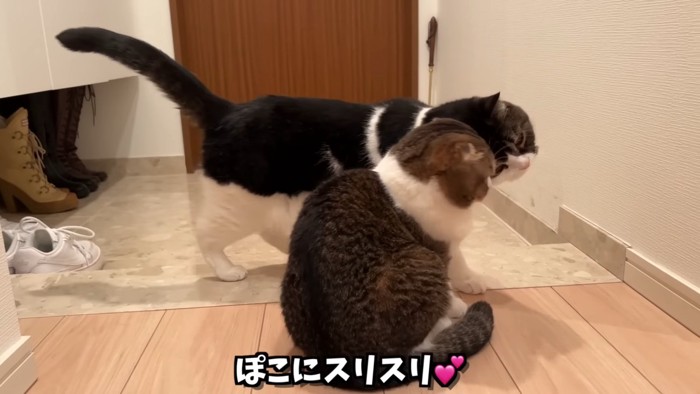 猫にスリスリする猫