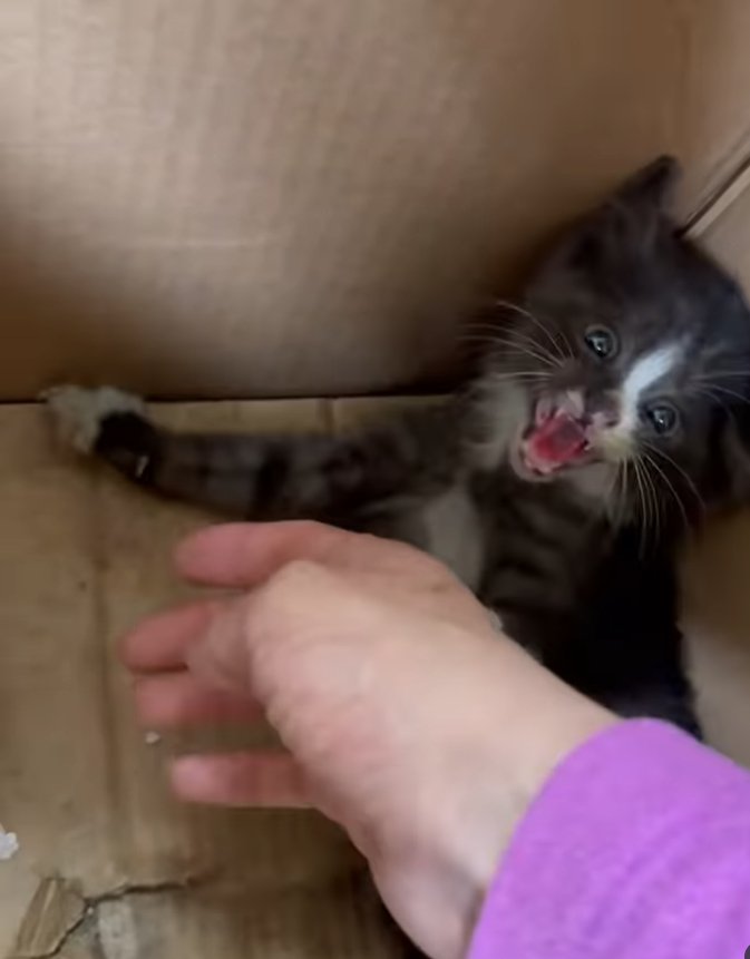 段ボールの中で手に威嚇している子猫