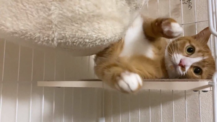 かわいらしくポーズのウラちゃん