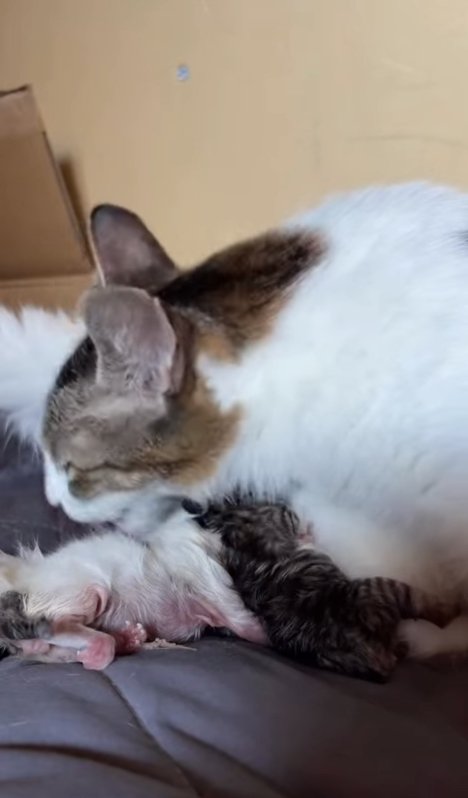 生まれたばかりの子猫の体を舐めている母猫