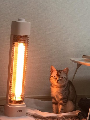 カメラを見る猫