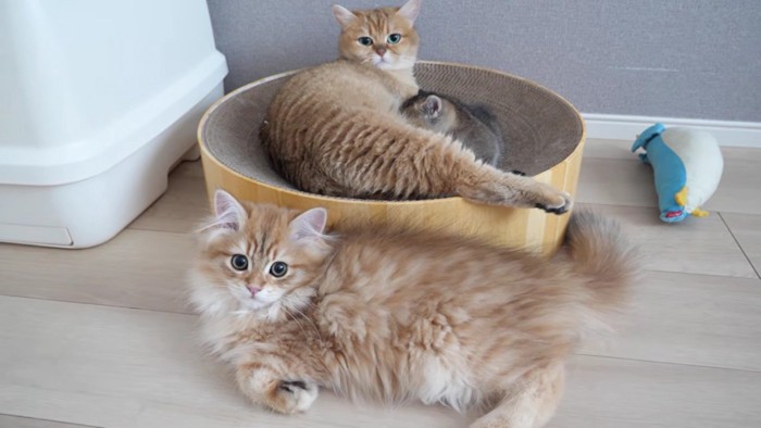 子猫に寄り添うミミさん