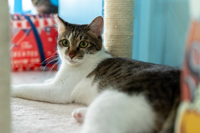日本猫